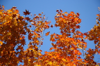 view--orange maple leaves 