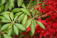 view--red and green of xmas 