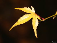 single leaf 