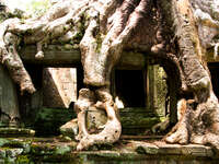 preah khan tree roots Siem Reap, South East Asia, Cambodia, Asia