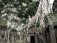 view--ta prohm strangler fig trees Siem Reap, South East Asia, Cambodia, Asia