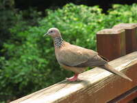 soldier pigeon Hong Kong, Thailand, SAR, South East Asia, China, Thailand, Asia