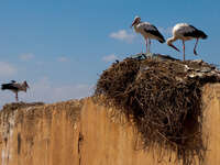 view--storks on audience pavilion Marrakech, Imperial City, Morocco, Africa