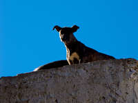 king of dogs Fez, Imperial City, Morocco, Africa