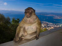 view--king of monkeys Tangier, Algeciras, Gibraltar, Mediterranean Coast, Cadiz, Morocco, Spain, Gibraltar, Africa, Europe