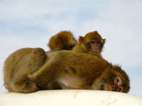 view--filial piety of monkeys Gibraltar, Algeciras, Cadiz, Andalucia, Spain, Europe