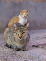 view--cats near hotel amlal Ouarzazate, Interior, Morocco, Africa