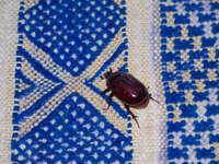 view--dung beetle on blue carpet Tinhir, Merzouga, Todra Gorge, Morocco, Africa