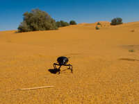 view--dung beetle of sahara Merzouga, Sahara, Morocco, Africa