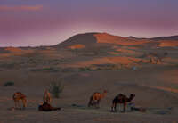view--tired camels Merzouga, Sahara, Morocco, Africa