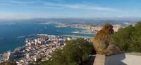 view--gibraltar monkey Tangier, Algeciras, Gibraltar, Mediterranean Coast, Cadiz, Morocco, Spain, Gibraltar, Africa, Europe