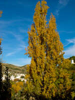 view--autumn tree Granada, Andalucia, Spain, Europe