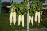 turnips 