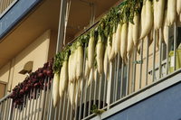 turnips on balcony 