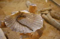 oil lamp made of seashell - ainu museum in hokkaido botanic park 