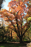 autumn in sapporo botanic park 