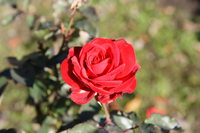 red rose in rose garden 