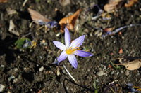 small purple flower 