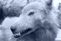 ezo wolf - canis lupus hattai 