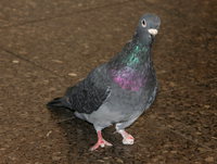 cripple pigeon inside ueno station 