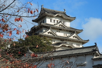 himeji castle and the autumn leaves 