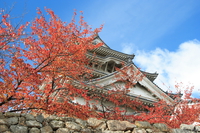 view--himeji castle in autumn 