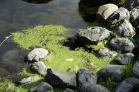 green moss pond 