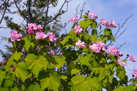 hana-no-niwa - courtyard of flowers 