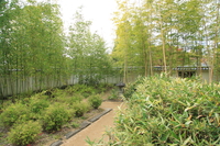 take-no-niwa - bamboo garden 