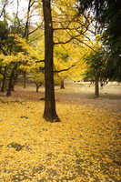 yellow carpet of nara park 