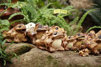 a tribe of toads 