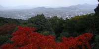 autumn of kompira shrine 