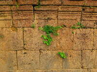 wall green Siem Reap, South East Asia, Cambodia, Asia