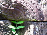 green of prasat neak pean Siem Reap, South East Asia, Cambodia, Asia