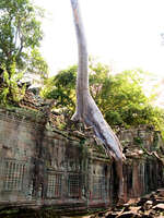 view--elephant tree in preah khan Siem Reap, South East Asia, Cambodia, Asia