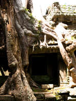 rooted window Siem Reap, South East Asia, Cambodia, Asia