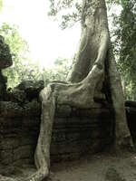 buddha tree Siem Reap, South East Asia, Cambodia, Asia