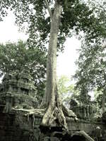 view--spung tree Siem Reap, South East Asia, Cambodia, Asia