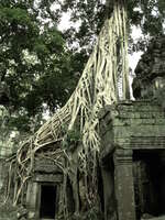 strangler fig trees Siem Reap, South East Asia, Cambodia, Asia