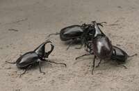 20081019103006_stag_beetle_fight