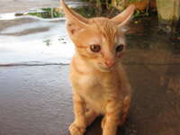 sadness of kitty Luang Prabang, Vientiane, South East Asia, Laos, Asia