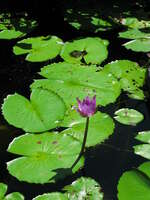 lotus pond in auytthaya Ayutthaya, Central Thailand, Thailand, Asia