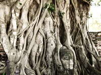 buddha head in tree of wat maha that Ayutthaya, Central Thailand, Thailand, Asia