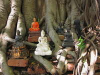 behind buddha head Ayutthaya, Central Thailand, Thailand, Asia