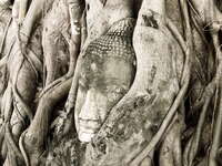 ayutthaya buddha face Ayutthaya, Central Thailand, Thailand, Asia