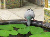 view--pigeon drinking from temple water Bangkok, South East Asia, Thailand, Asia