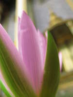 lotus offering Bangkok, South East Asia, Thailand, Asia
