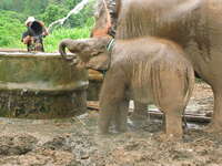 mother and baby elephants in chiang mai Chiang Mai, South East Asia, Thailand, Asia