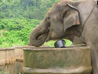 elephant drinking Chiang Mai, South East Asia, Thailand, Asia