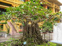 jurassic tree Hanoi, South East Asia, Vietnam, Asia